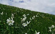 60 Spettacolo di narcisi